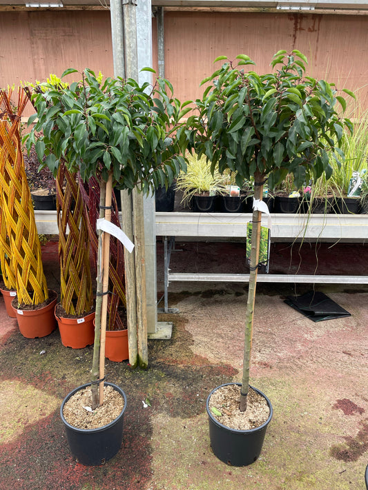 Portuguese Laurel Topiary Pair