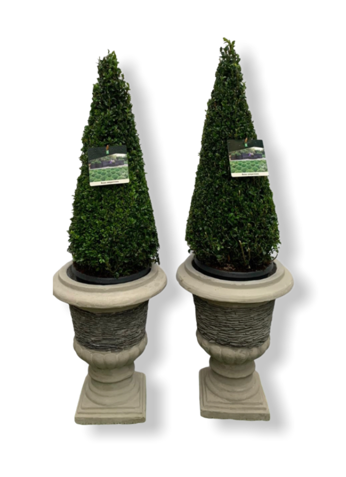 Slate Urn planters with Buxus