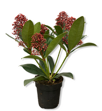 Load image into Gallery viewer, Skimmia Japonica large
