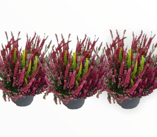 Tri-Colour Heather(3 Plant Deal)