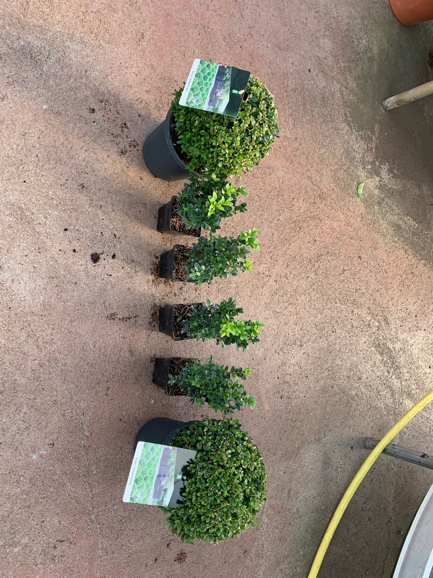 Buxus Sempervirens -  Bundle 50 plants 30cm