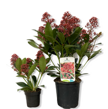 Load image into Gallery viewer, Skimmia Japonica large
