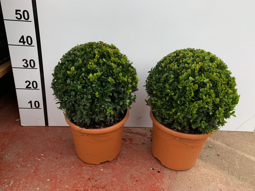 Round Buxus 40cm