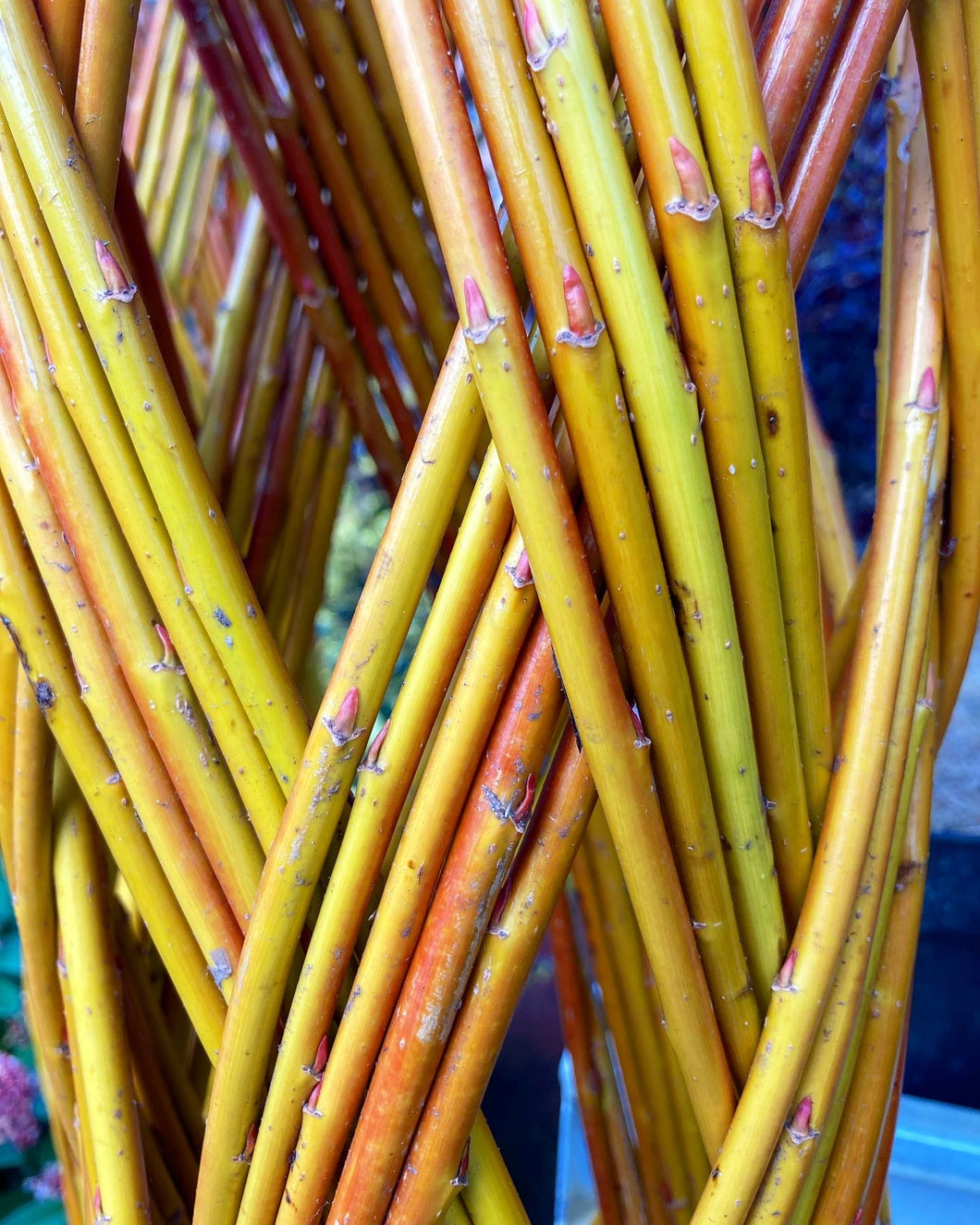 Willow Sculpture