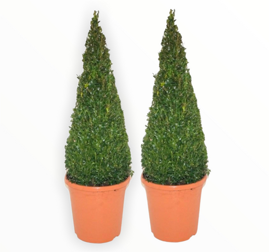 Pair of Buxus Sempervirens Pyramids