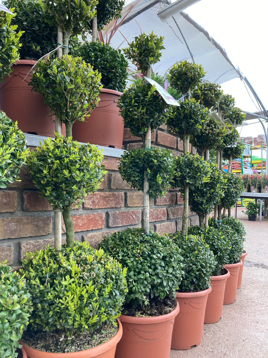 Buxus 4 ball topiary