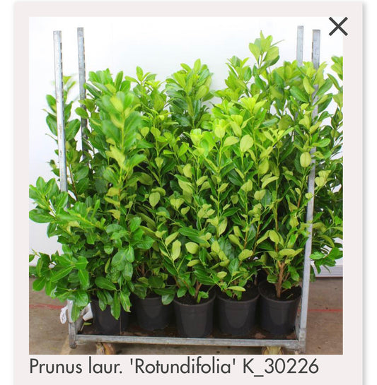 Laurel Rotundifolia 110/130 CM