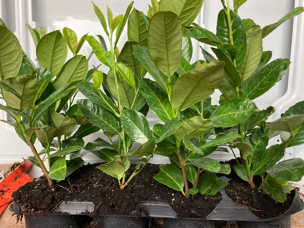 Laurel Rotundifolia50/60 CM