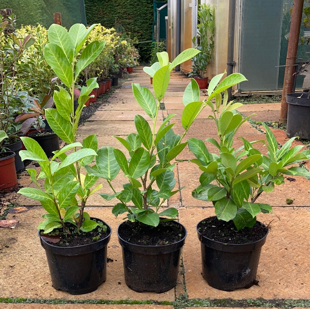 Laurel Rotundifolia 60-cm