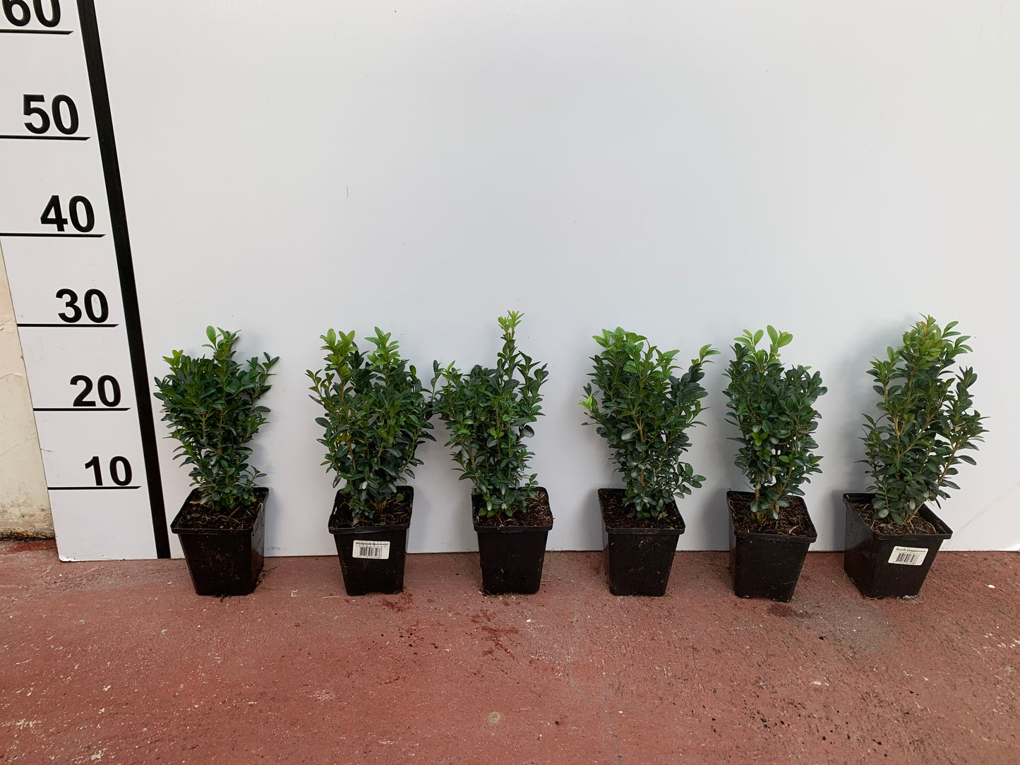 Buxus Sempervirens -  Bundle 10 plants 30cm