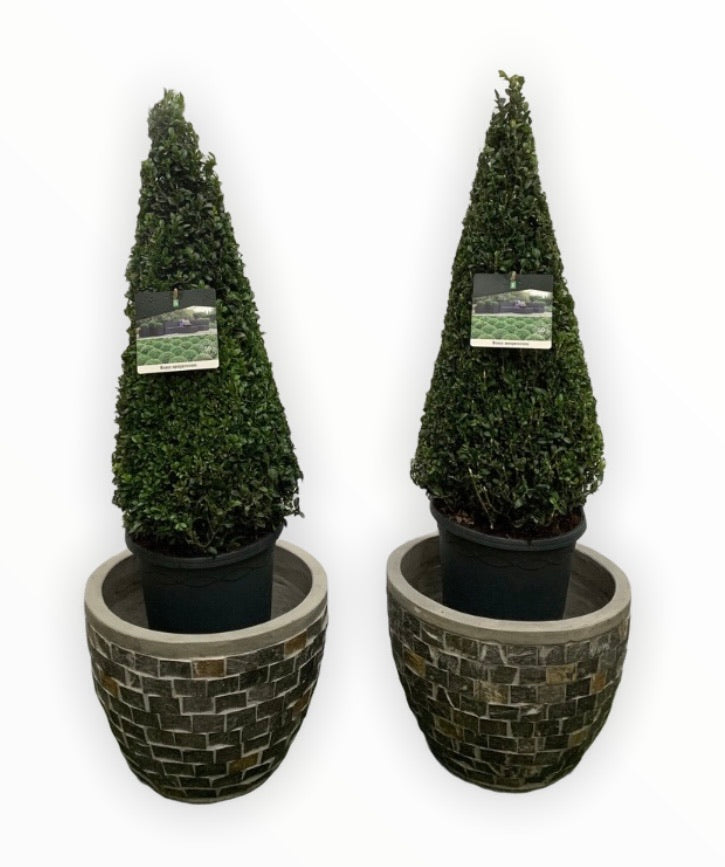 Concrete Pottery with Buxus
