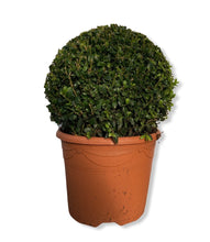 Load image into Gallery viewer, Buxus Ball  Pair - 50cm-60cm  Diameter
