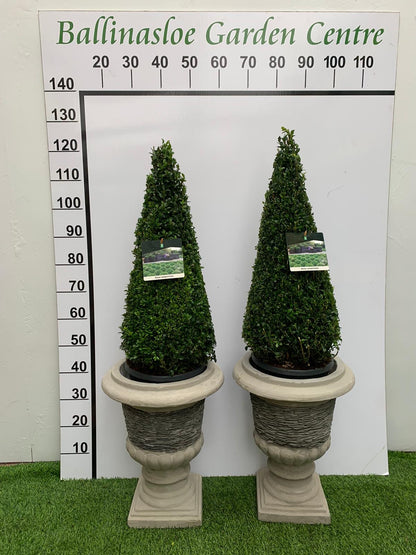 Slate Urn planters with Buxus