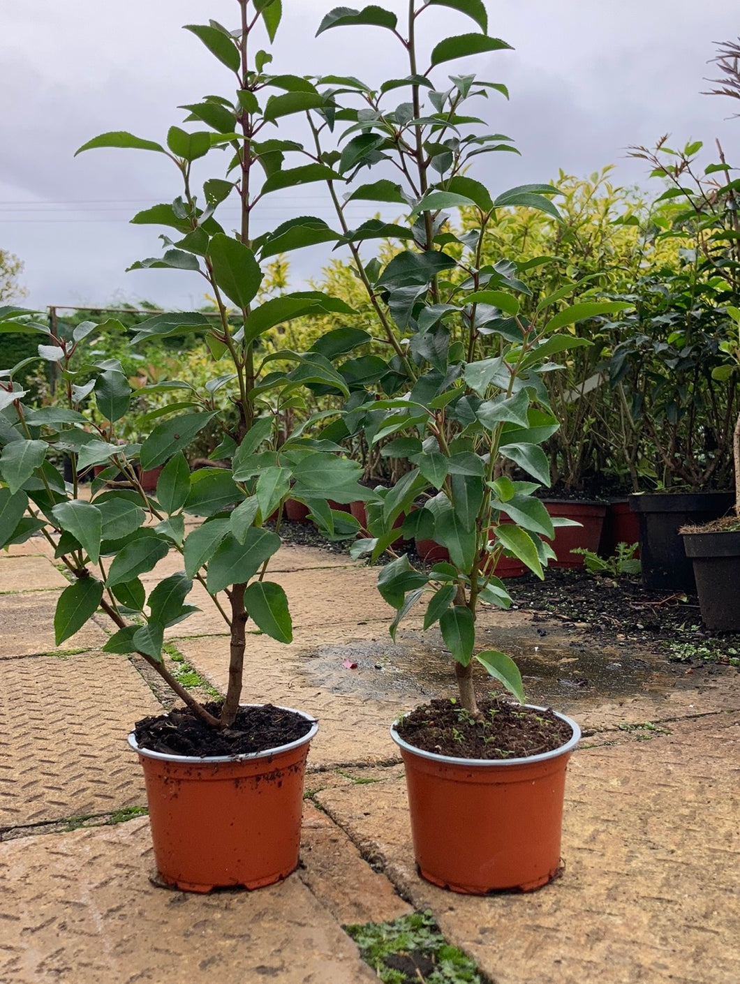 Portuguese Laurel 50 CM