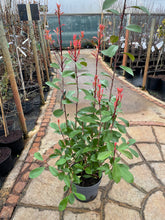 Load image into Gallery viewer, Photinia Red Robin Mature 110/130 CM
