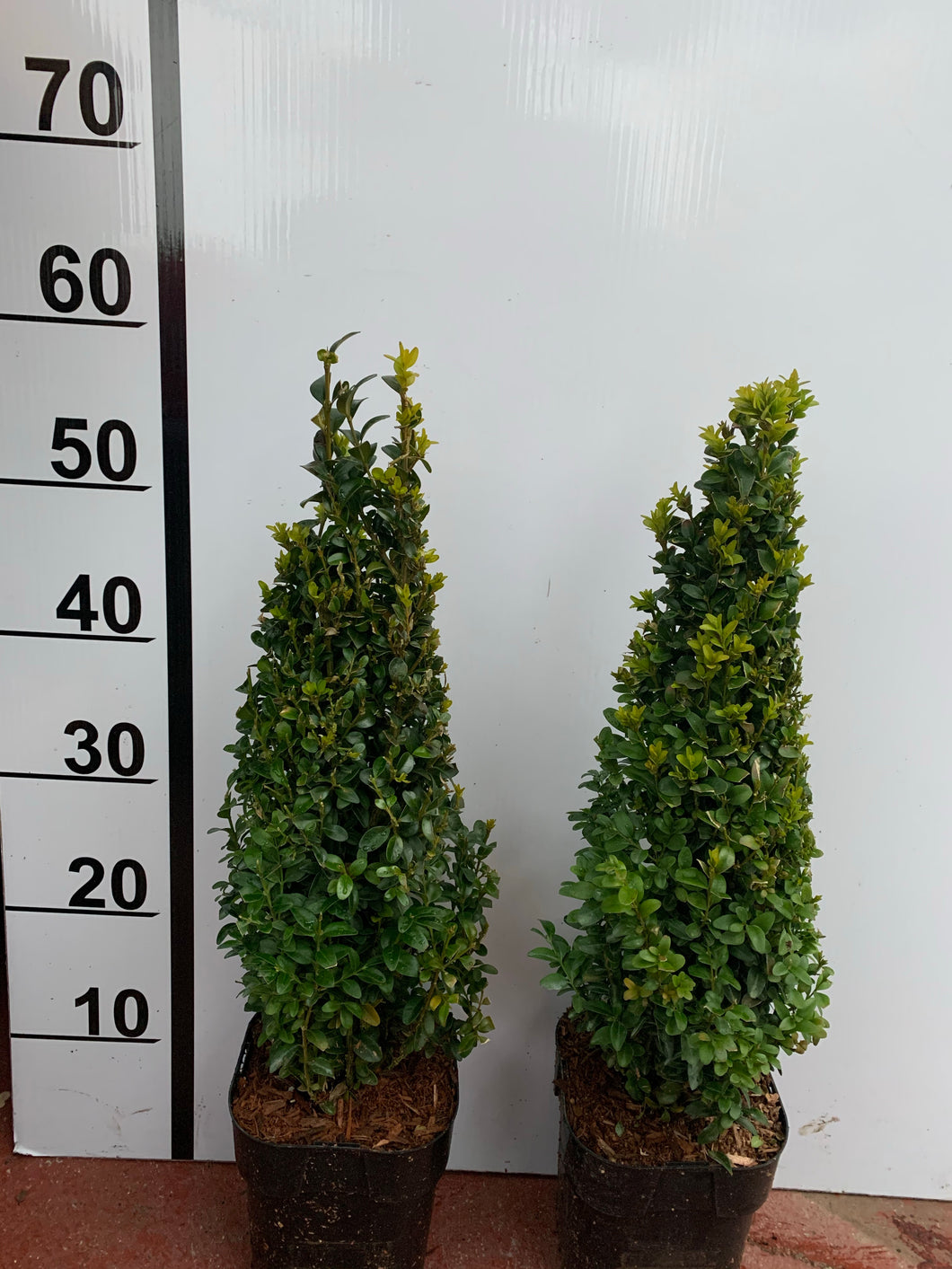 Pointed Buxus