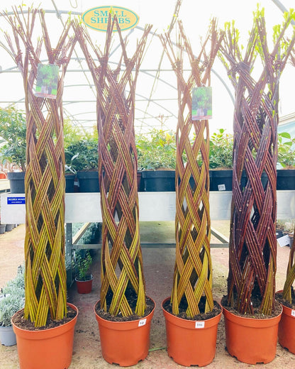 Willow Sculpture