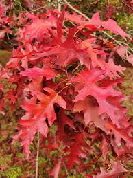 Quercus rubra 'Aurea'