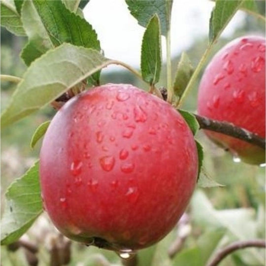 Apple Tree 