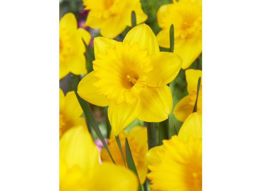 Narcissus ‘Geel’ 100  Daffodil Bulbs