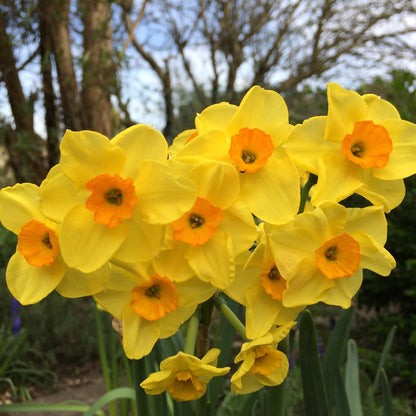 Narcissus ‘Golden Dawn’ 100  Daffodil Bulbs