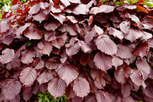 Load image into Gallery viewer, Copper Beech- Fagus syl. Atropurpurea (100 plant deal)
