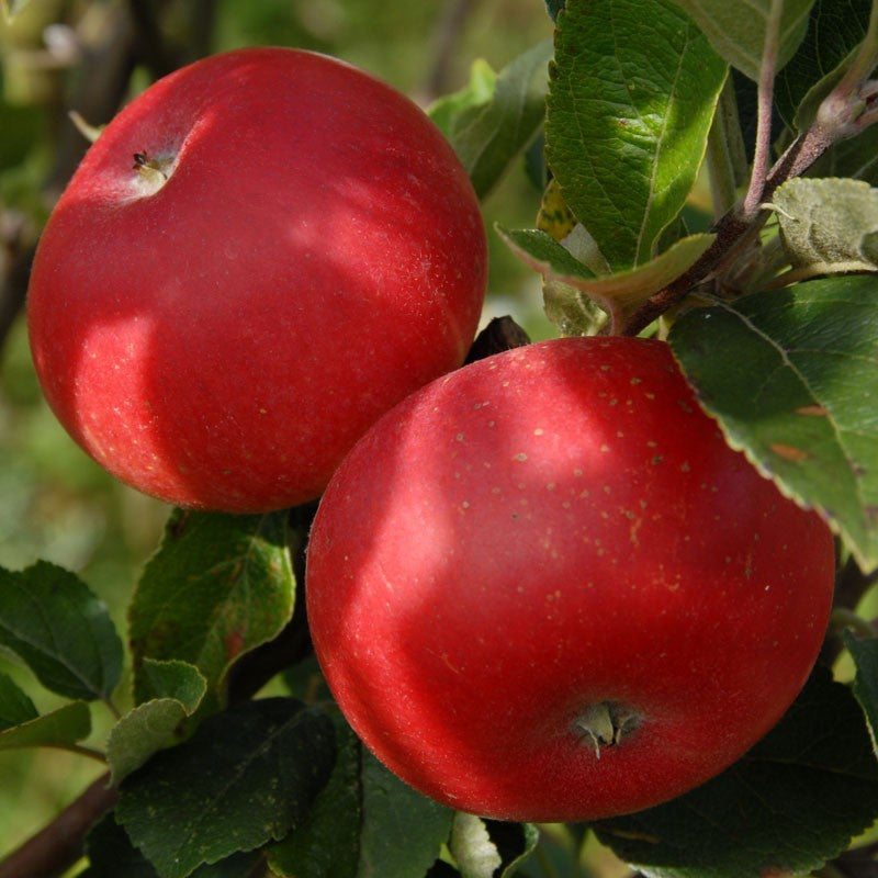 Apple Tree 